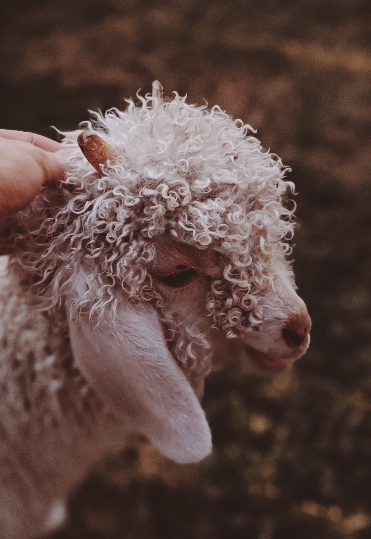 merinos